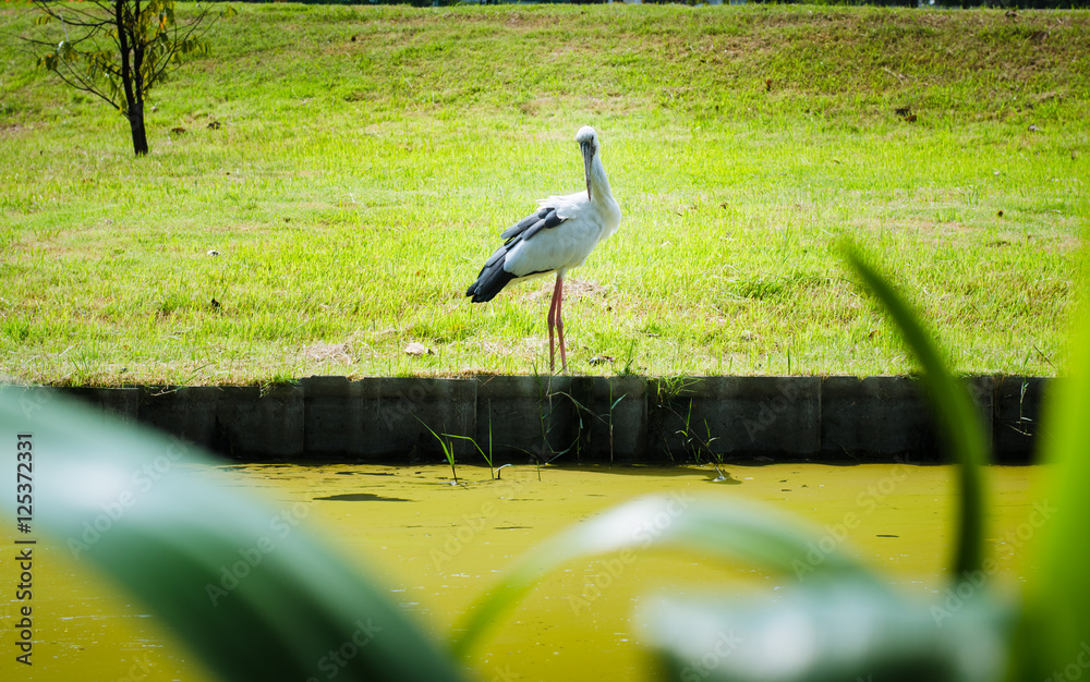 Fototapeta premium asian openbill bird finding some victim on lake side in the park for meal