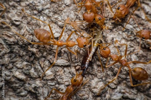 team work of red ants group collaborate and harmonious for bring some thing go to ant nest.
