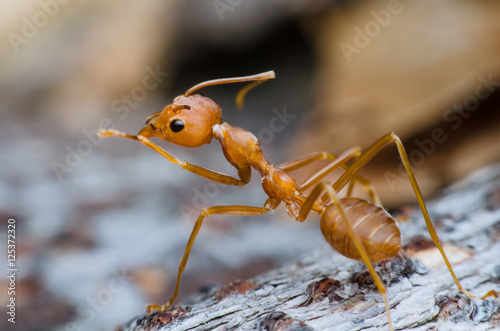 Canvas Print red ant stand on tree bark same as leader chief and looking for