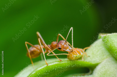 red ant and strange treehopper larvae with green background, aphid larvae have been protect from red ant © thithawat