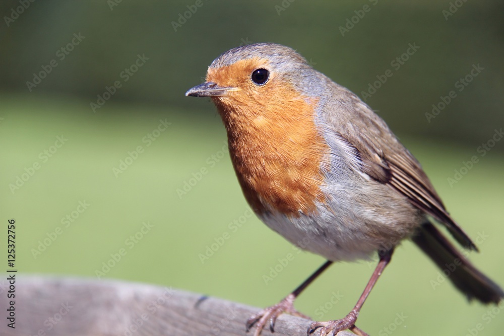 robin robin