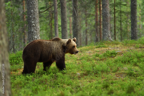 brown bear © Erik Mandre