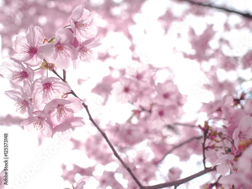 アートな桜