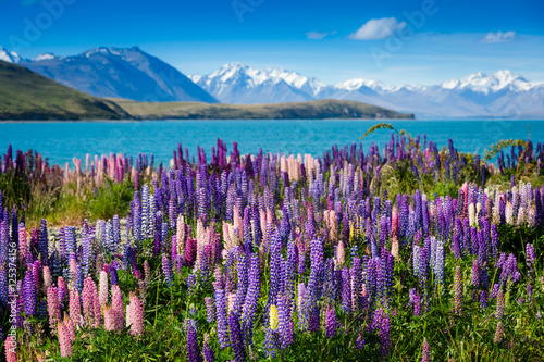 Majestic mountain lake with lupins blooming photo