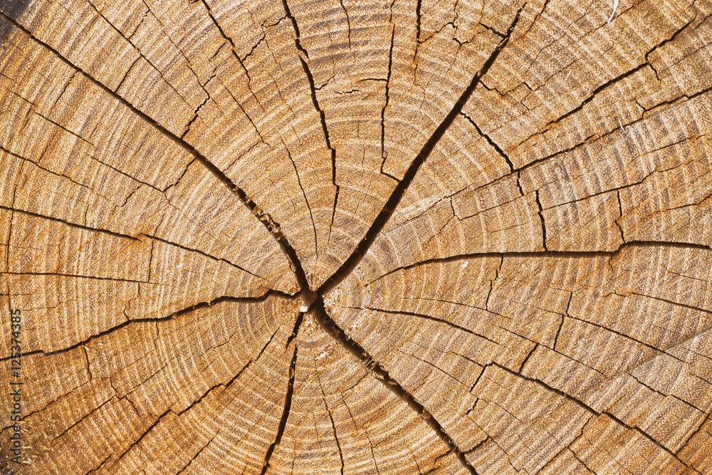 Fototapeta premium wooden background