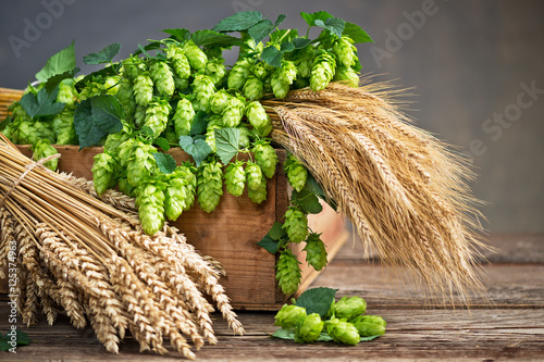 still life with hop cones barley and wheat