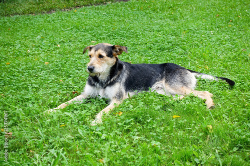 Dog on a grass