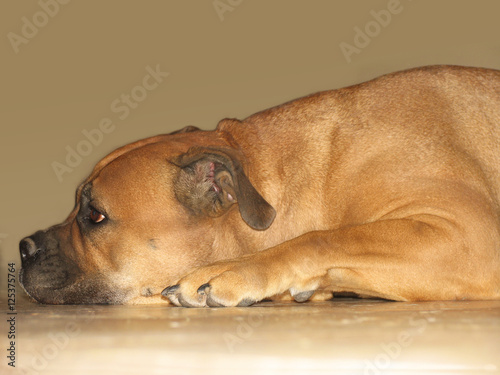Sad red dog bullmastiff lying on the tile floor indoors in profile on beige background © julia_shumenko