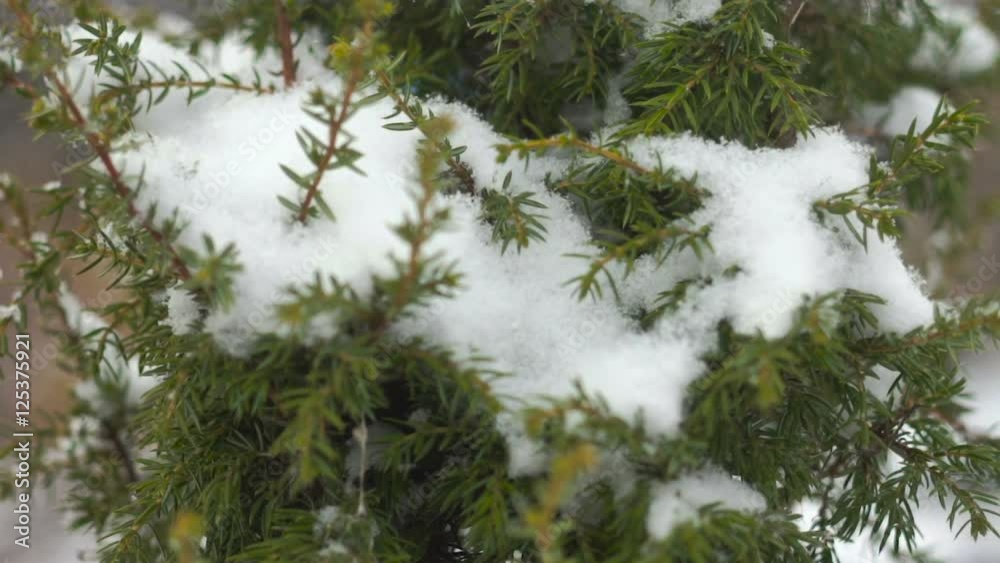 juniper in the snow juniper in the snow