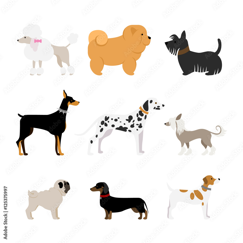 Isolated dogs set on white background. Beautiful and smart dogs as dalmatian, doberman, pug and more.