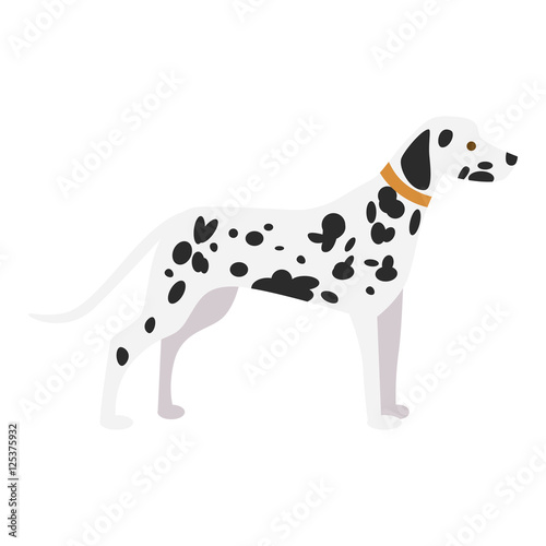 Isolated dalmatian dog on white background. Beautiful dog with black spots and collar.