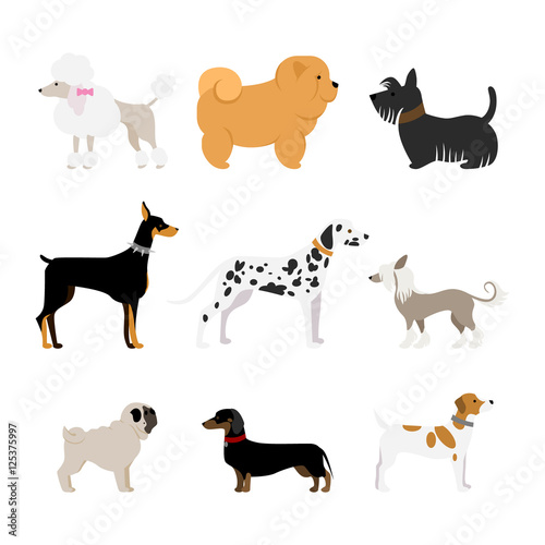 Isolated dogs set on white background. Beautiful and smart dogs as dalmatian  doberman  pug and more.