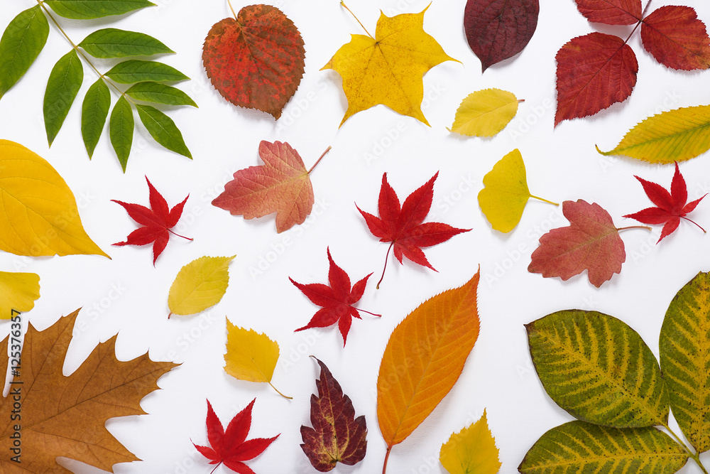 Fototapeta premium Colorful autumn leaves. Nature background. Top view.