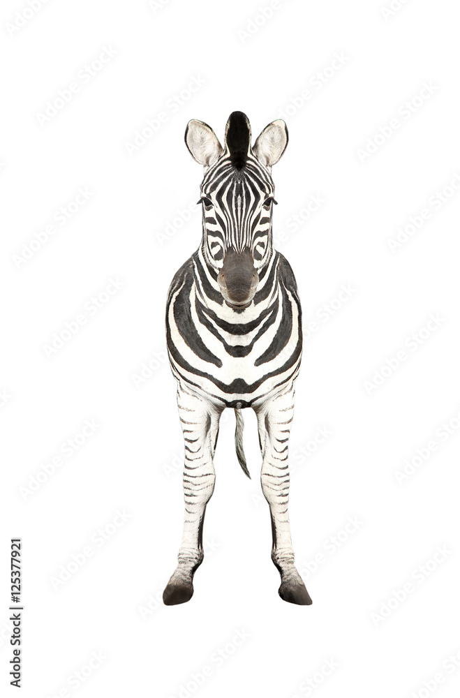 Fototapeta premium Zebra