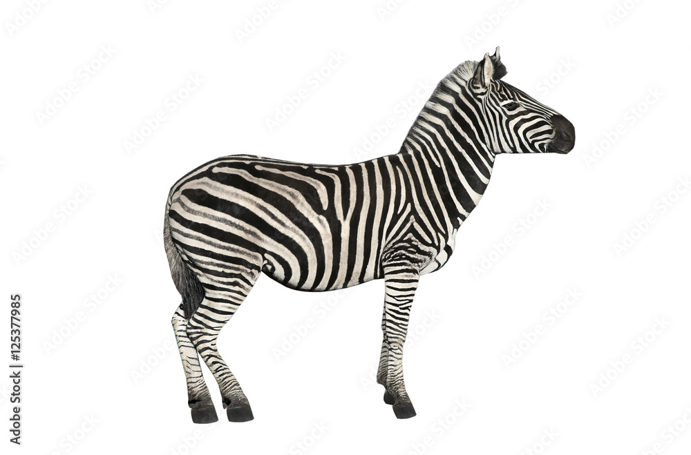 zebra