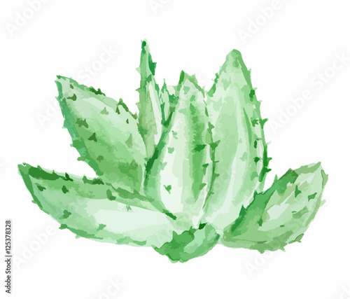 Watercolor aloe vera