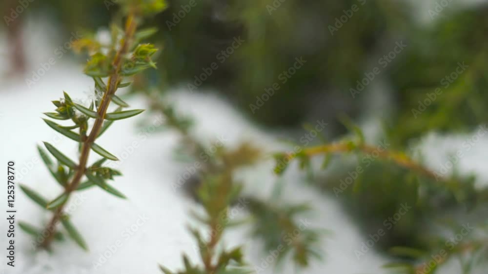 juniper in the snow juniper in the snow