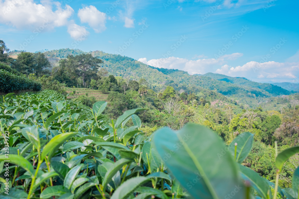 Tea plantations with mountains and sky in the morning.