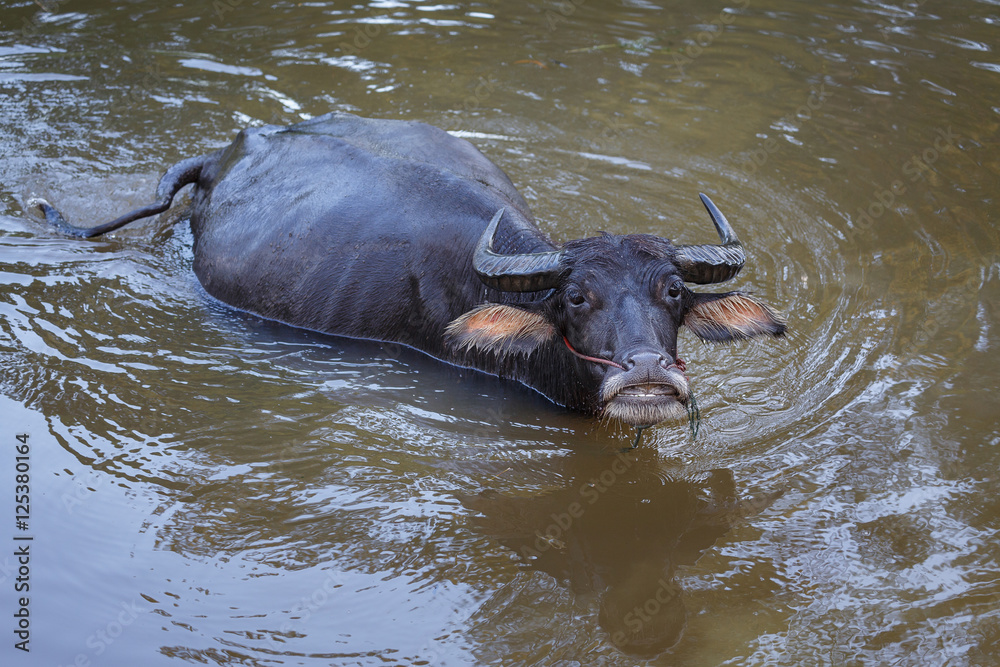 Black buffalo bathing at the ponds.