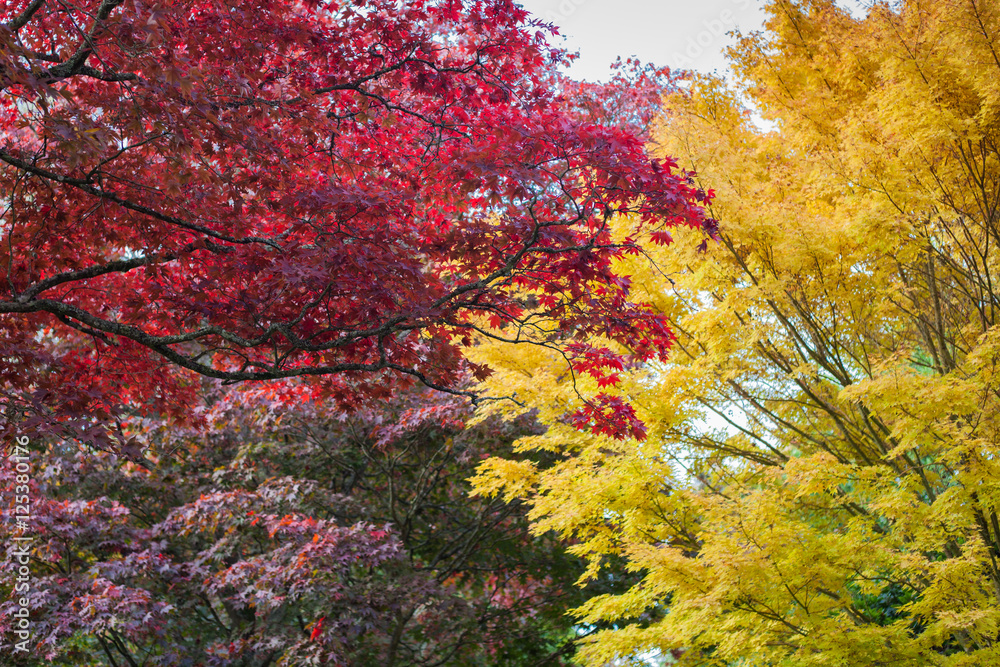 Autumn in the woods background, selective focus