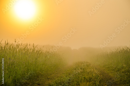 thick morning fog in the summer forest.