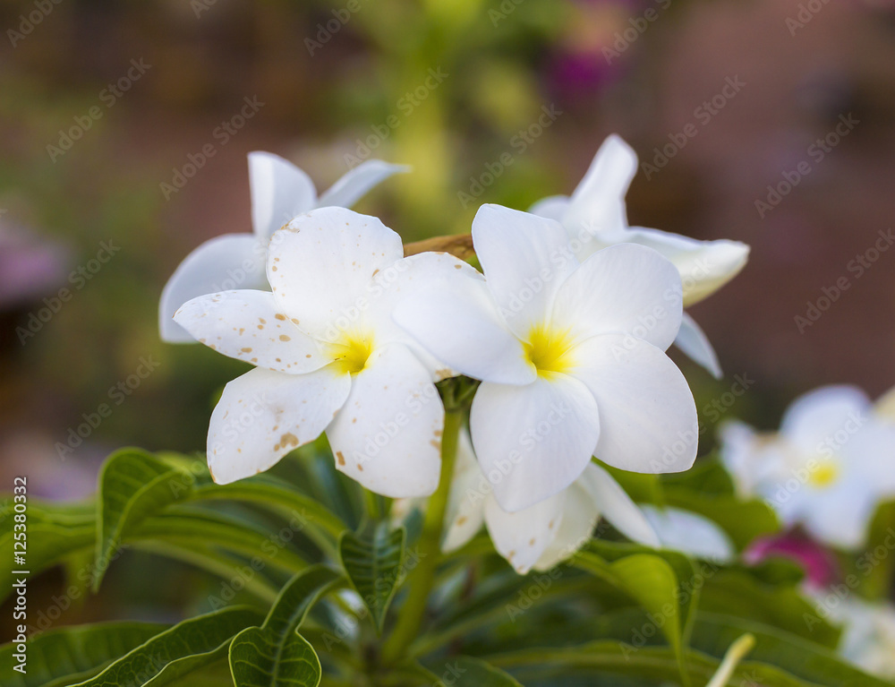 Obraz premium Flower beautiful, background flower, sun flower, flower of thailand, Flower Doitung, flower on garden, flower closeup.