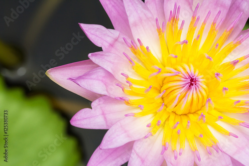 Pink water lily on lilypads in a pond