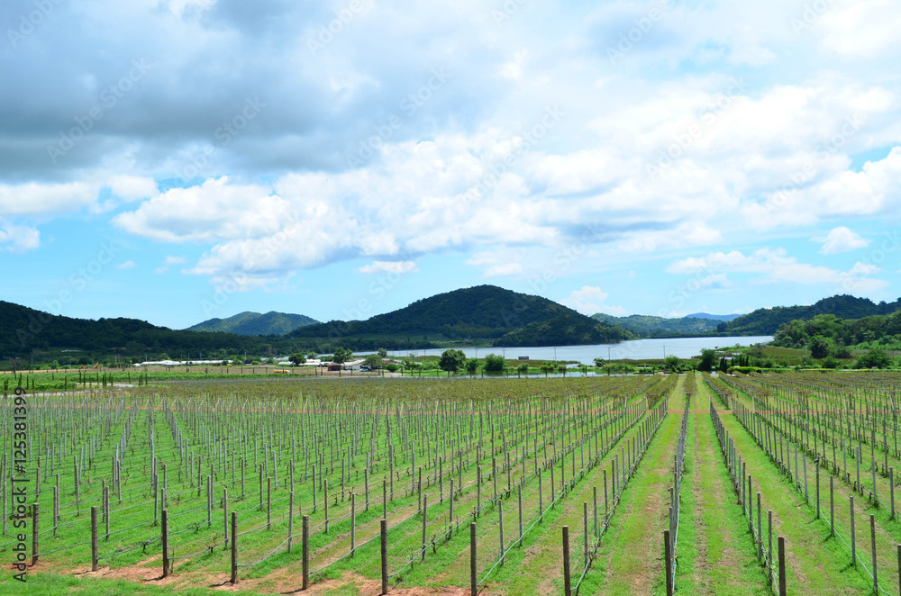 Scenic view of green vineyard row