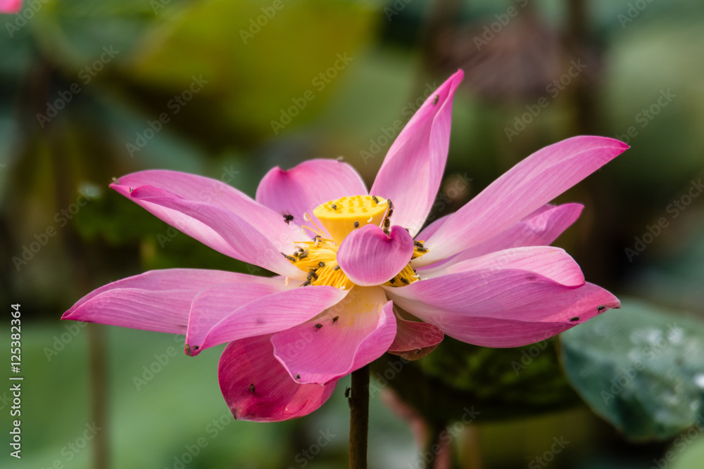 Lotus close-up Lotus close-up