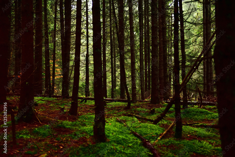 Obraz premium Dark foogy forest