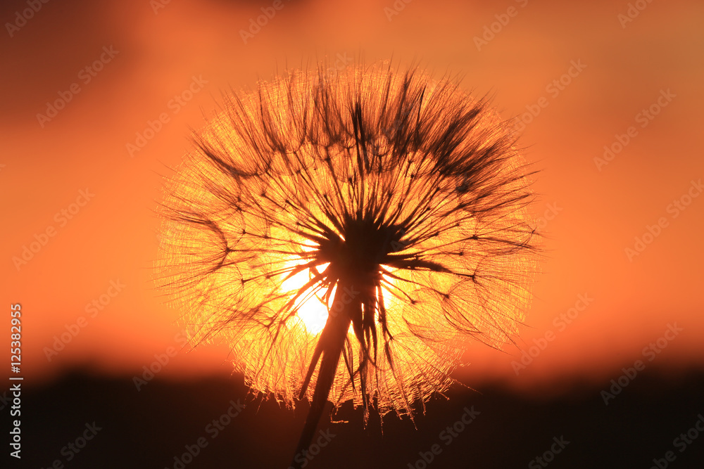 dandelion on red sunser background