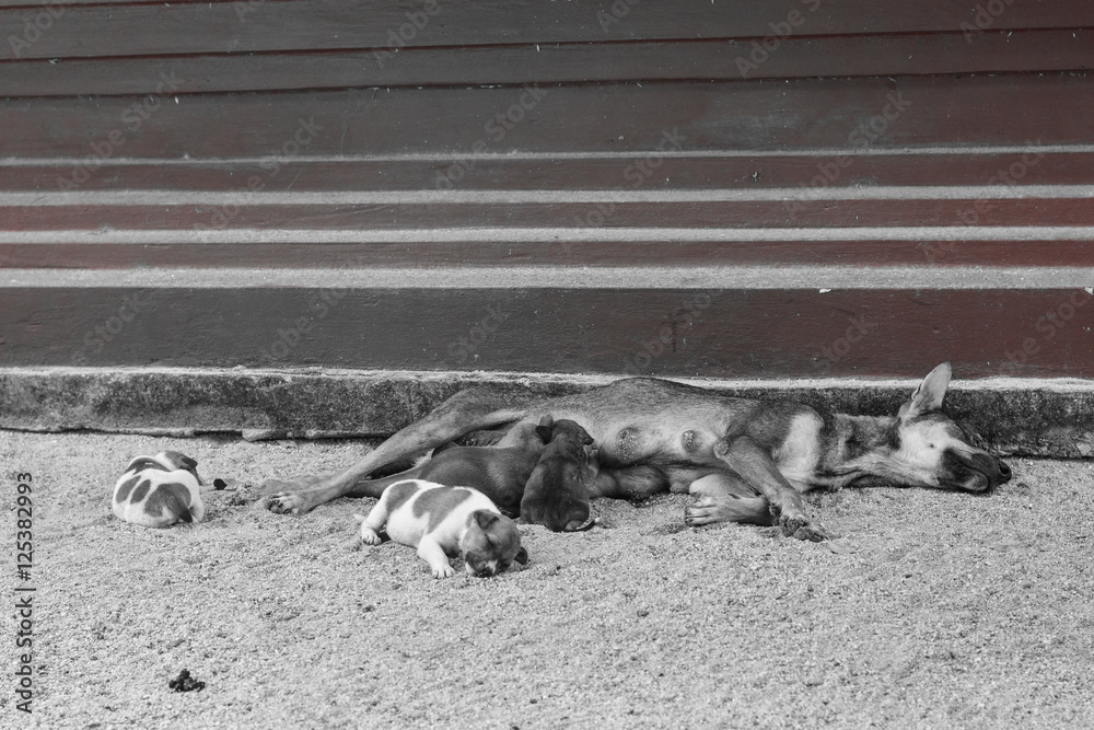 Mother dog with four kittens lay on outdoor home backyard, selec Mother dog with four kittens lay on outdoor home backyard, selec