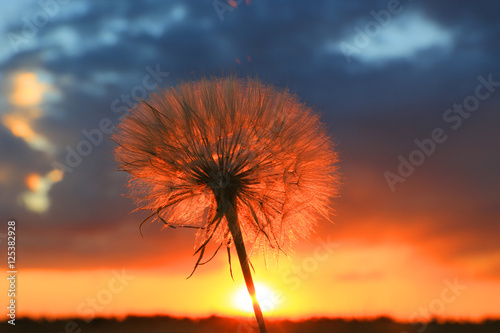 dry dandelion flower