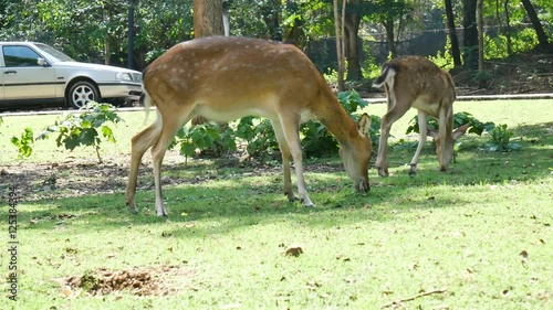 chital