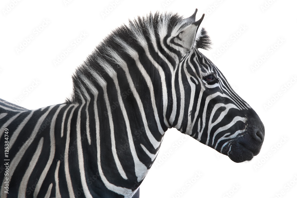  portrait zebra
