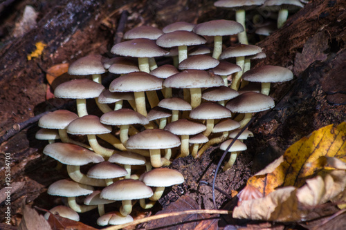 Sheathed woodtuft mushrooms in the forest