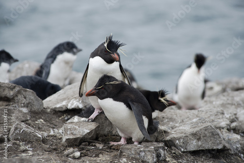 Rockhopper penguins (Eudyptes chrysocome) on The North East Coast of East Falkland, Falkland Islands (Islas Malvinas)