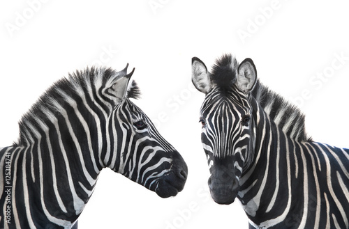 two portrait zebra
