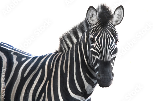  portrait zebra