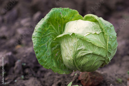 Green cabbage in the garden. Natural Background