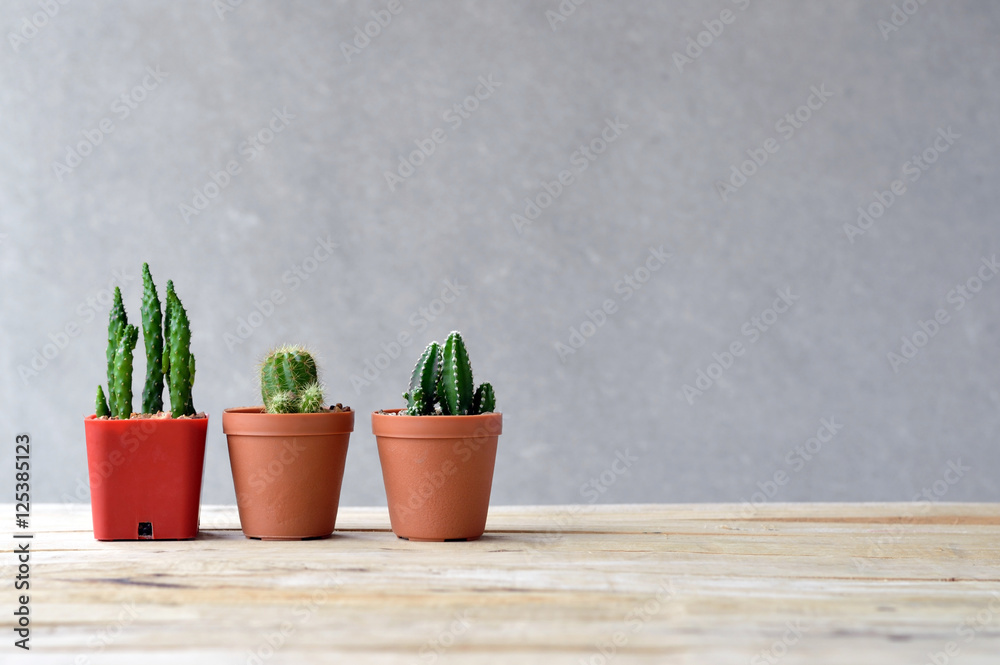 Fototapeta premium cactus on wooden table