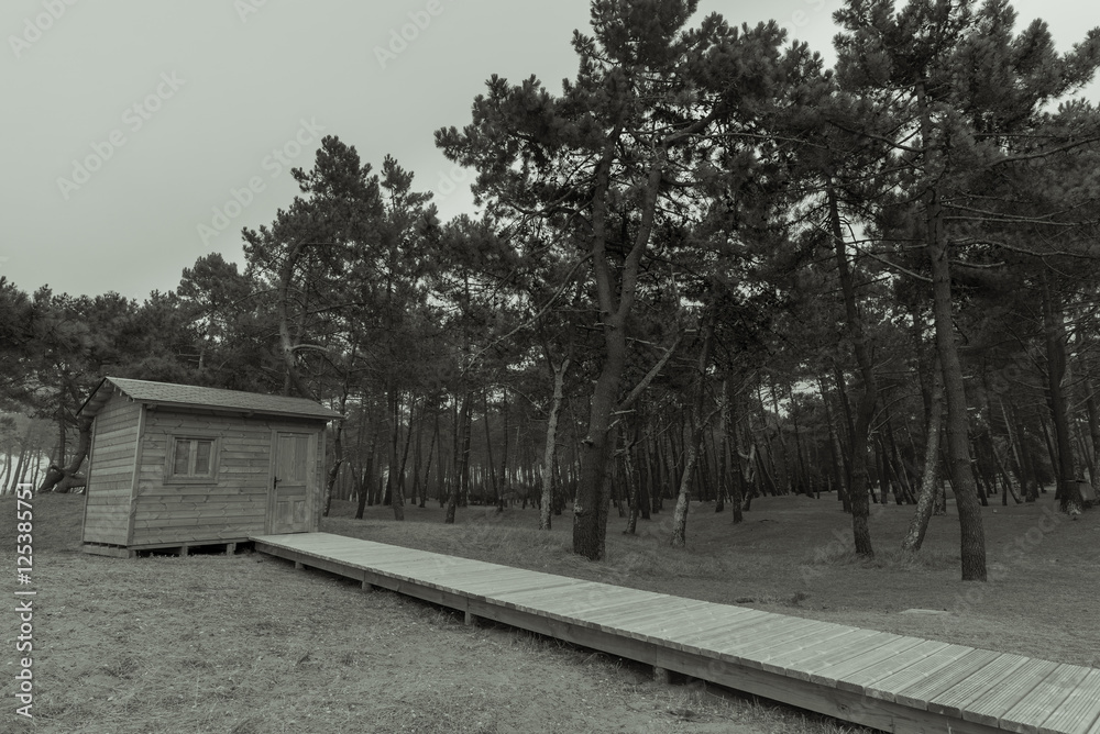 Obraz premium Caseta de madera en el pinar de Ortigueira (La Coruña, España).
