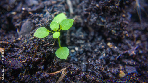 growing flower
