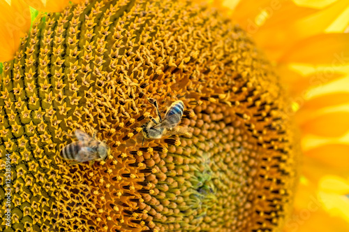 Honey Bee Pollinating Sunflower in Field of Sunflowers. Close up shot of sunflower plant with honey bee