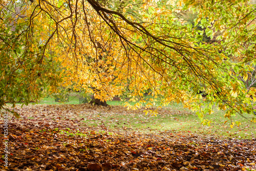 Autumn in the woods background, selective focus