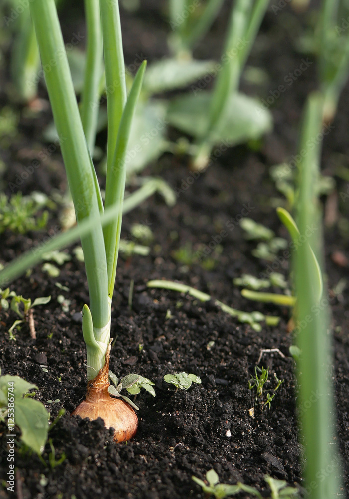 Spring garden plants - garlic, onion. bow grows on beds Spring garden plants - garlic, onion. bow grows on beds