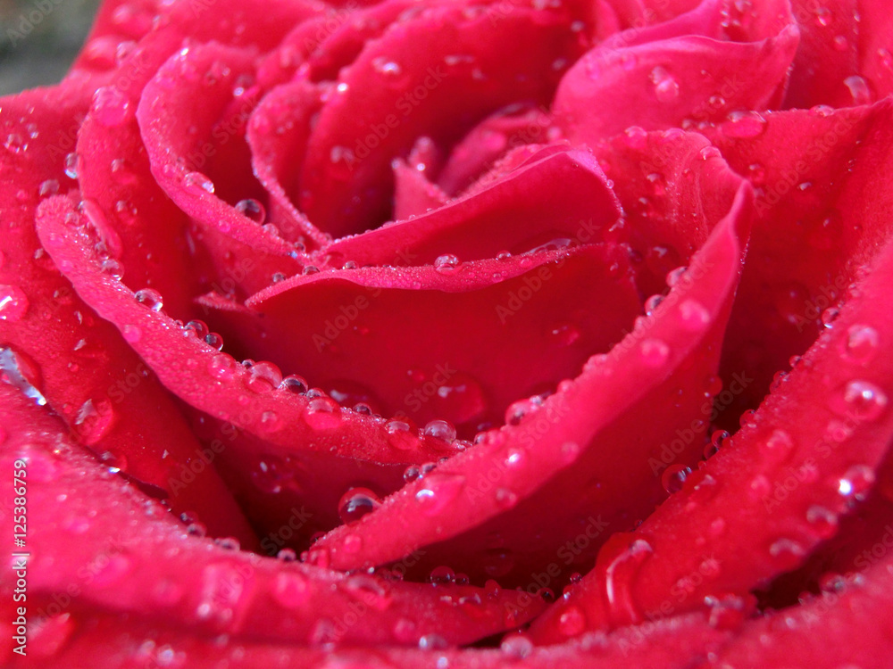 Red rose with dew drops on petals macro