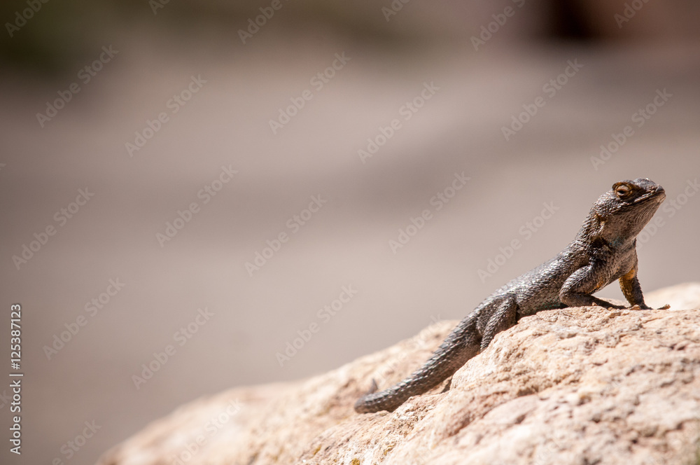 Desert Lizard Sunning Itself On A Rock Desert Lizard Sunning Itself On A Rock