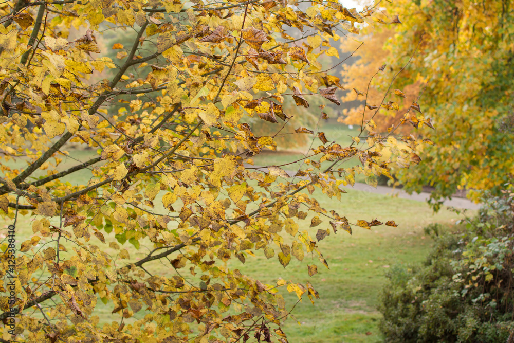 Autumn in the woods background, selective focus Autumn in the woods background, selective focus