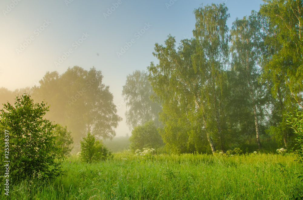 thick morning fog in the summer forest